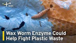 Wax Worm Enzyme Could Help Fight Plastic Waste Pollution | TaiwanPlus News