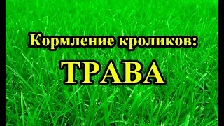 Кормление кроликов: ТРАВА