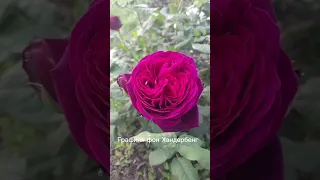 Фантастическое цветение моих любимых роз