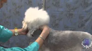 Koko Grooming and Dandie Dinmont Terrier wih Kamoko Tanaka