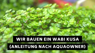 Wabi Kusa Experiment - Nach der Anleitung von AquaOwner #Coronakusa