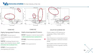 Proteomics, Glycans, UPR Response, Apoptosis study of glycosylation processing proteins #Code: 283