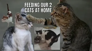 Feeding the two Cats