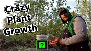 This One Simple Gardening Trick Will Make Your Plants Grow Like Crazy !!!