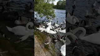 Seagull voice Group sounds effects - London lake