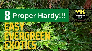 No fuss Super Hardy Evergreen Exotics to try!