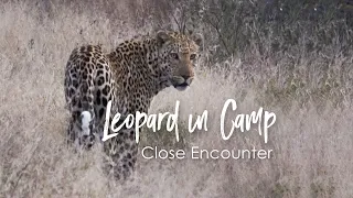 Close Encounter with Leopard in Camp in South Africa