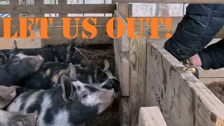 Quik Vid: Releasing Piglets On Pasture