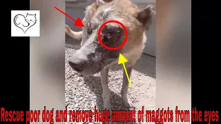 Rescue poor dog and remove huge amount of maggots from the eyes