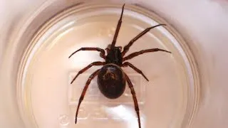 False widow spiders: what you need to know