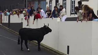 Tourada Pico Redondo 2019 - Ganadaria MR - Ilha Terceira - Açores