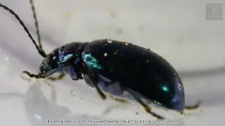 Exploring Cobalt milkweed beetle under a Microscope