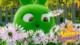 Funny Cartoons for Children | Sunny Bunnies - FLOWER FIELD | Cartoons For Children