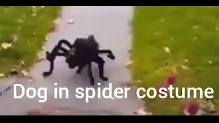 Spiderdog scares people