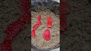 Planting strawberry seeds at home is very easy #shorts #short