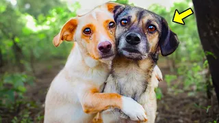 Sick Puppies Snuggle Just Before Being Put Down. What Happens Next Will Make You Cry!