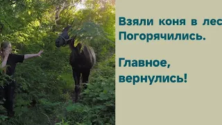 Решили сводить коня в лес... Ясно, что погорячились.