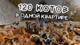 Хозяйку со 120 котами ВЫГНАЛИ из квартиры. Хоббит-отшельник теперь депутат!