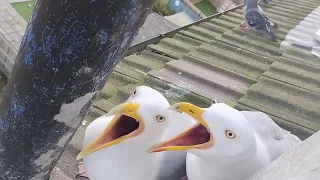 Happy Seagulls waiting for Breakfast -- Seagull TV Episode 8