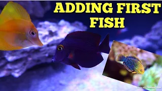 Adding First Fish + Acclimating tips