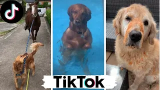 Смешные СОБАКИ из Тик Ток 😃🐕 Милые щенки и собаки TikTok  TikTok animals  подборка смешных видео