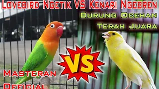 Masteran Lovebird Ngetik VS Kenari Ngebren Untuk Burung Ocehan Terah Juara