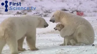 Polar bears and dogs playing