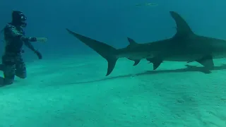 SHARK DIVING! in The Bahamas (Bimini) with SHARK EXPLORERS!