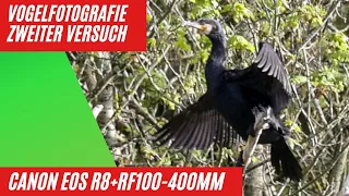 Vogelfotografie mit dem RF 100-400 und der Canon EOS R8 der nächste Versuch