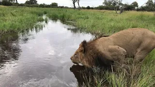 Lion Passes By A Tourist Vehicle To Jump Across The River