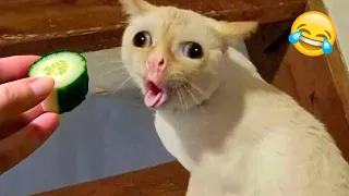 Try Not To Laugh 😁 New Funny Cats and Dogs Videos 😹🐶 Part 5