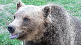 Croatian Brown Bears // Smeđi medvjedi Brundo i Mrki, Mini ZOO Korenica ▶4K