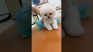 Mini Pomeranian 🔴 Funny and Cute Pomeranian Videos | Funny Puppy Videos