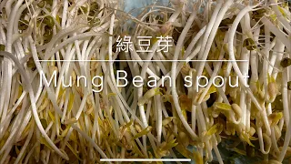 發綠豆芽的最佳方法 - 大小綠豆對比與壓重物對比 how to plant mung bean spouts better