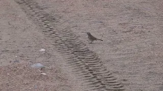 Sagebrush Sparrow Caja del Rio