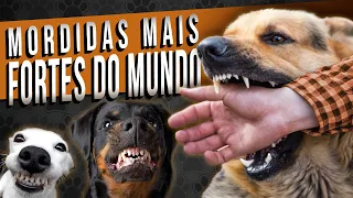 10 raças de cães com a MORDIDA PODEROSA - MAIS FORTE!!! - Top 10