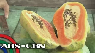 Salamat Dok: Papaya | Okay Eco