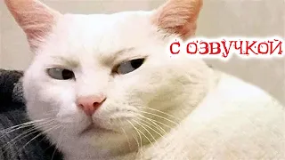 Приколы с котами! С ОЗВУЧКОЙ   Смешные коты! Самые смешные животные!