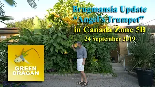 Brugmansia Tree Update Zone 5B Canada September 2019 4K