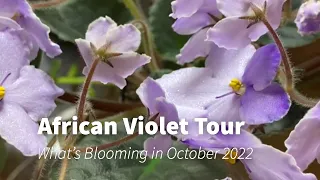 African Violet Tour- October 2022