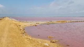 Розовое озеро Сасык-сиваш в Сакском районе,Крым