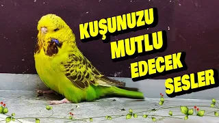 KUŞUNUZ MUTSUZ MU ??? İŞTE KUŞUNUZU MUTLU EDECEK SESLER!!! MUTLULUK VERİCİ SES ! KUŞ MEDİTASYONU!!