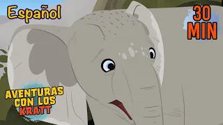 Se Perdió el Elefante Bebe | Mamíferos y más | Aventuras con los Kratt