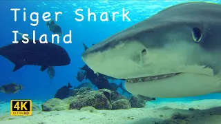 Unique Close-up Footage of Tiger Sharks - Fuvahmulah, Maldives