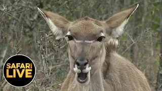 safariLIVE - Sunset Safari - August 09, 2019