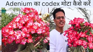 Adenium का Codex मोटा करना चाहते हैं | Adenium Plant Care | Desert Rose | Thick Codex | Rooftop