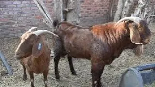 boar goat in the farm