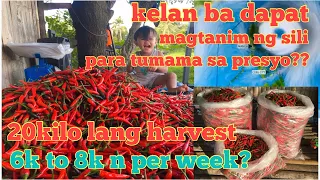 MAGKANO KITA SA SILI TAIWAN? Kailan ba dapat magtanim ng sili | Mga idea sa pagtatanim ng sili