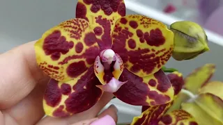 Расцвела орхидея - самозванка! Новости с орхидейной лоджии! Что происходит в конце февраля?!