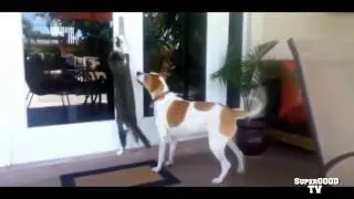 ПРИКОЛЫ С КОШКАМИ #32 РЖАКА :D ( Funny Cats Compilation )